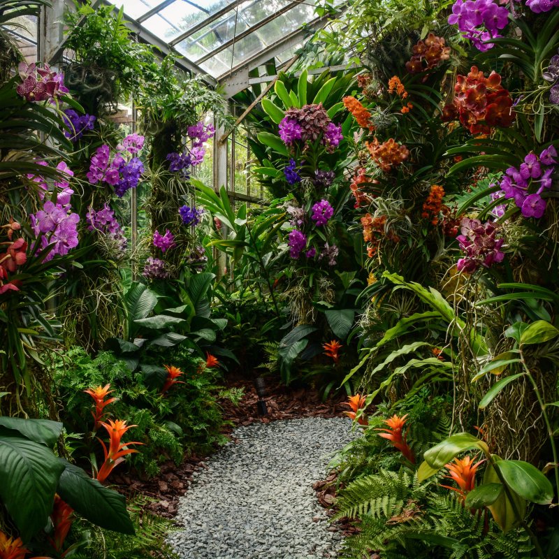 Орхидеи в Ботаническом саду