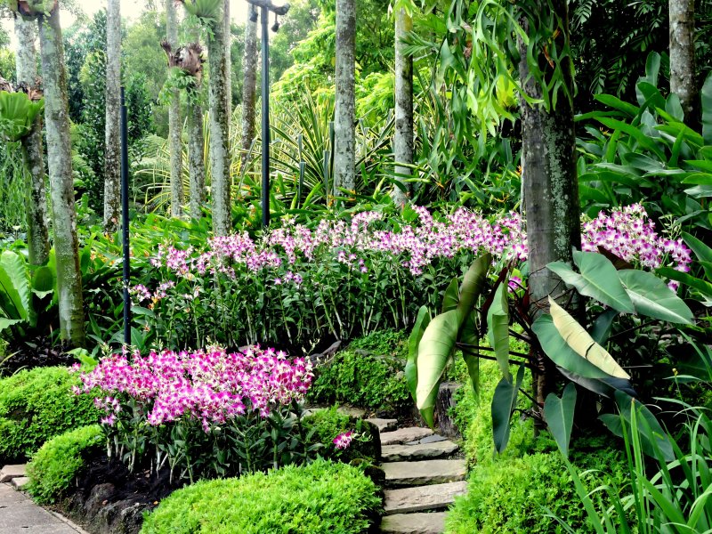 Сингапурский Ботанический сад Сингапур