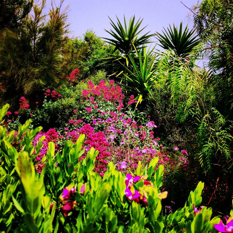 Кирстенбош Ботанический сад пальмы