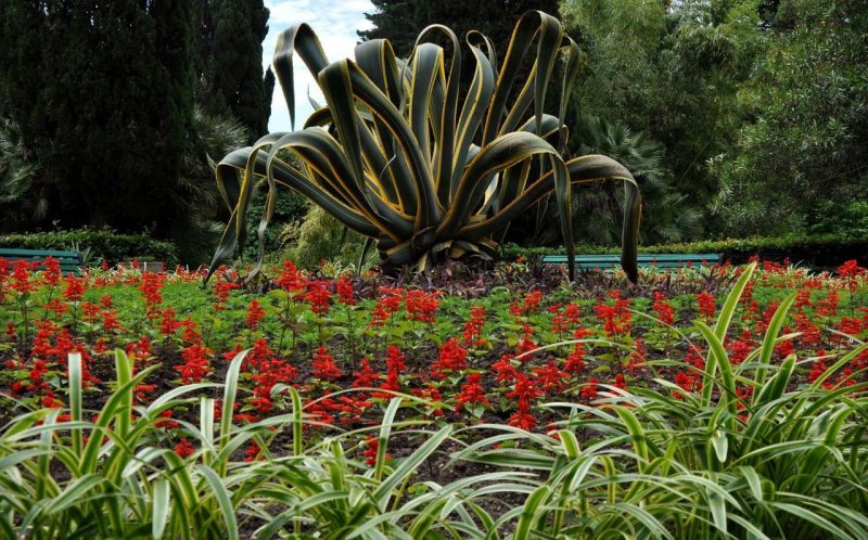 Сочи Ботанический сад Дендрарий