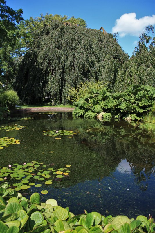 Оксфордский университет Ботанический сад