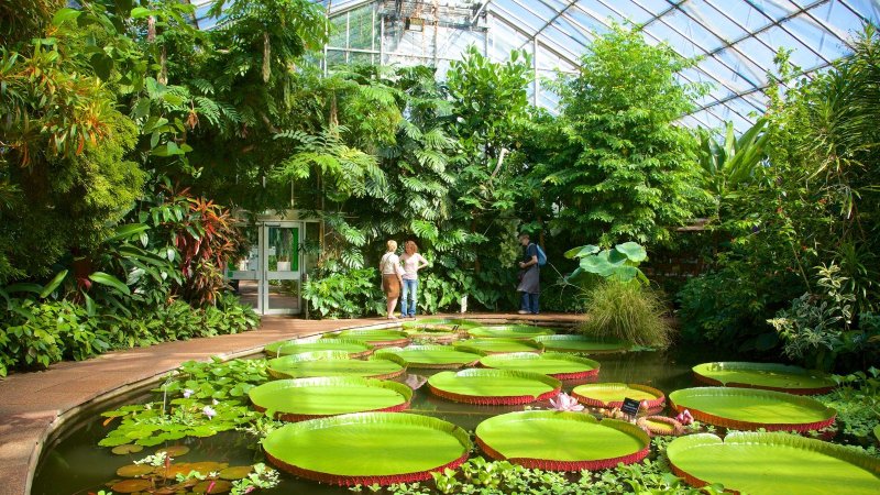 Ботанический сад Воронеж оранжерея