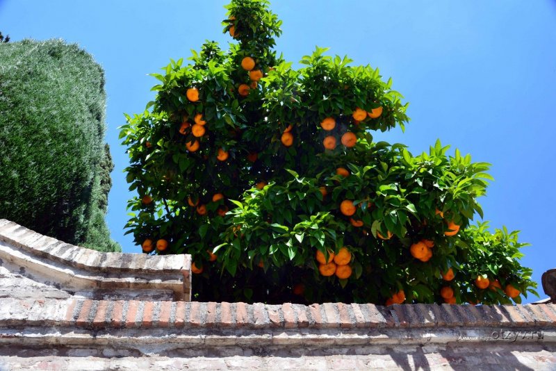 Гранада апельсины