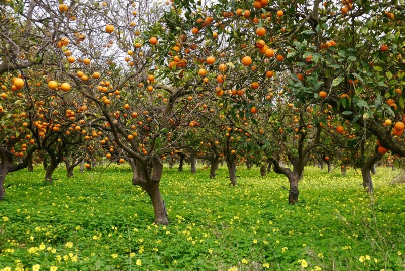 Апельсиновые сады Пиренейского полуострова
