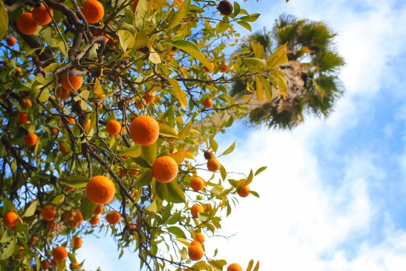 Апельсин дерево