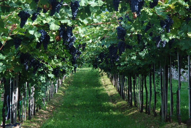 Молдавия сады виноградники