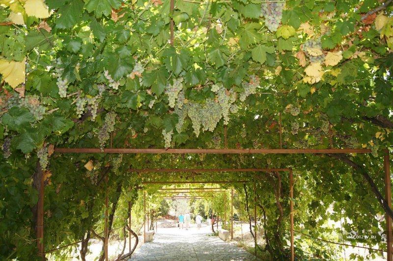 Виноградники на перголе в Италии