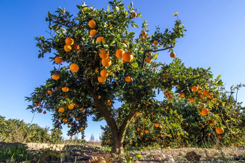 Апельсиновая роща Калифорния
