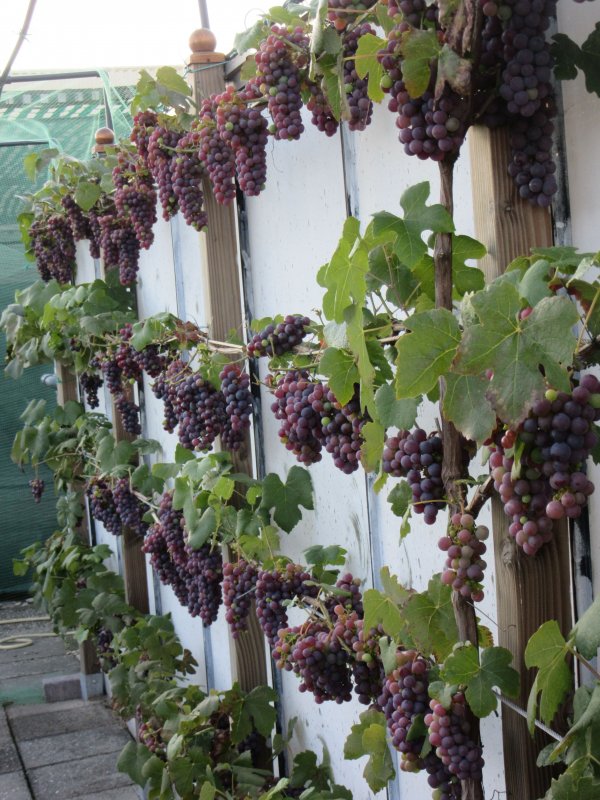 Виноград на даче