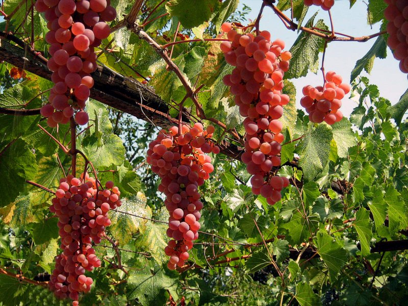 Сорт блестящий виноград