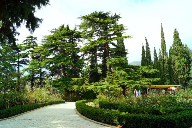 Никитский Ботанический сад Ялта парк Арборетум