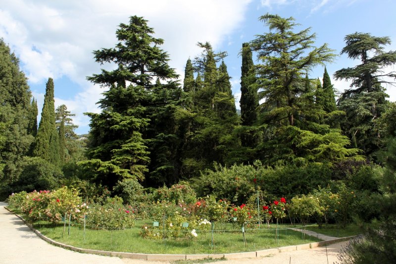 Никитский Ботанический сад Ялта