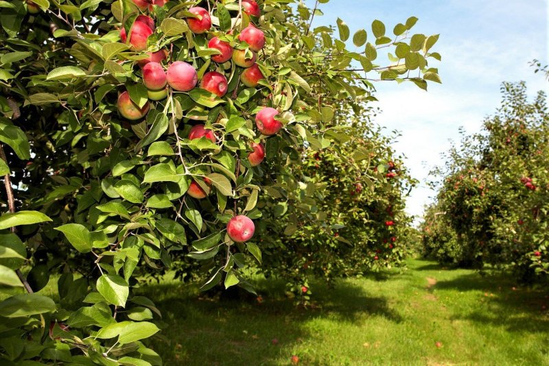 Яблоня сады Молдавия