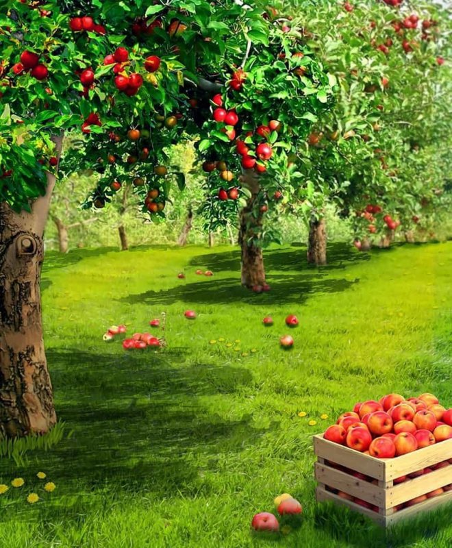 Яблоневый сад с яблоками