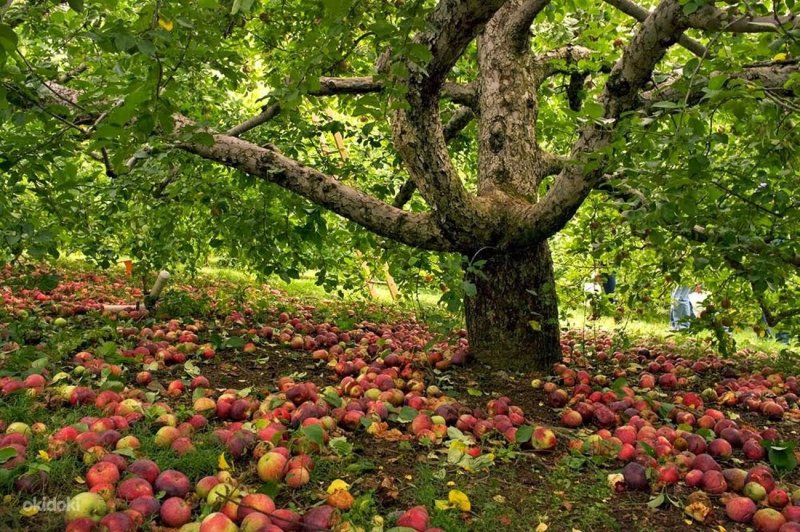 Дерево яблони Жарден
