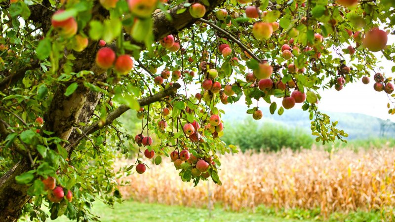Фруктовые деревья (яблоня, груша, абрикос, мандарин).