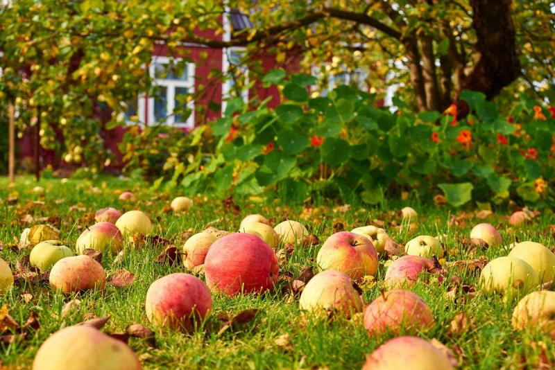Яблоки на ветке в саду