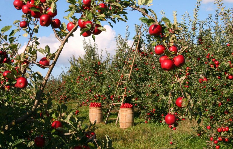 Осенний сад с яблоками