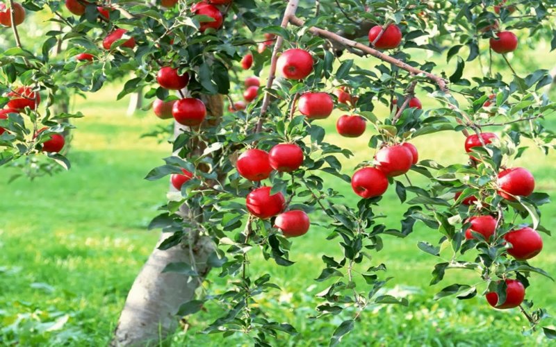 Хвалынск яблоневые сады