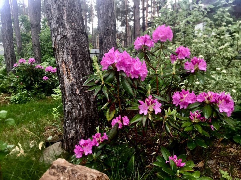 Лесные цветы рододендрон