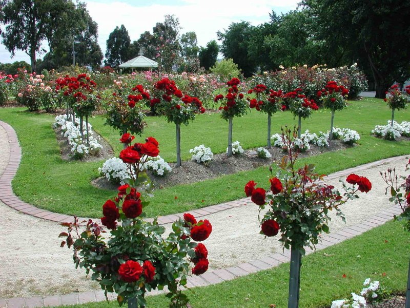 Английский сад розарий