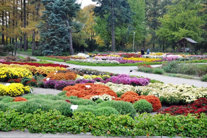 Киев сирень Ботанический сад