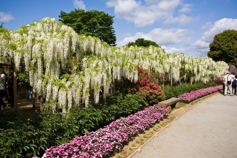 Цветочный парк Асикага в Японии