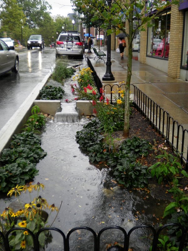 Дождевые сады в городах