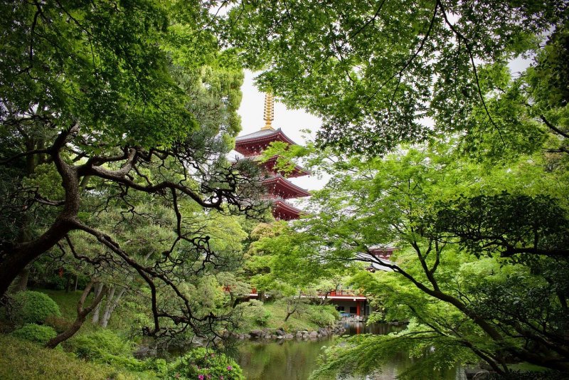 Ступенчатый сад (Япония, Фукуока)