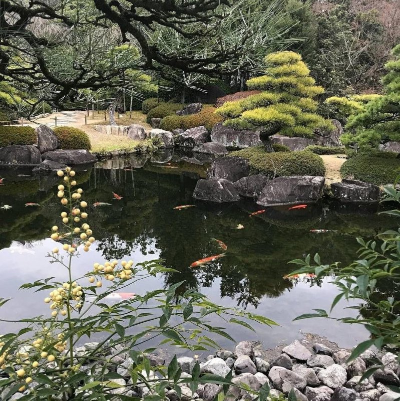 Природный парк Куркино японский