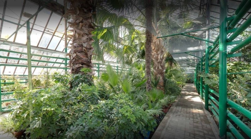 Ботанический сад Донецк оранжерея