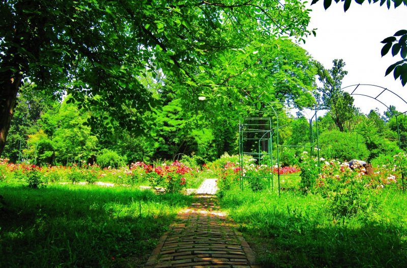 Ботанический сад Ростова осенью картинка название растений