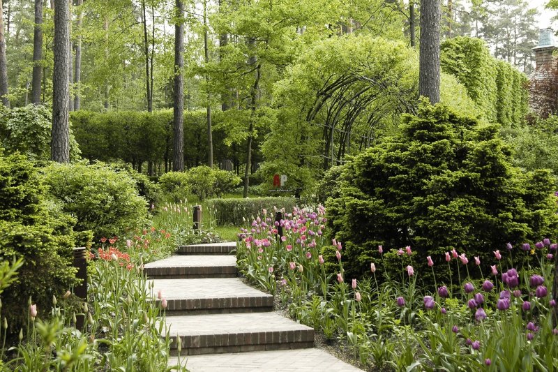 Сад Александра Сапелин корейский сад