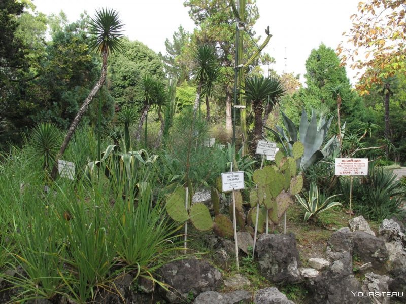 Ботанический сад в октябре в Сухуми