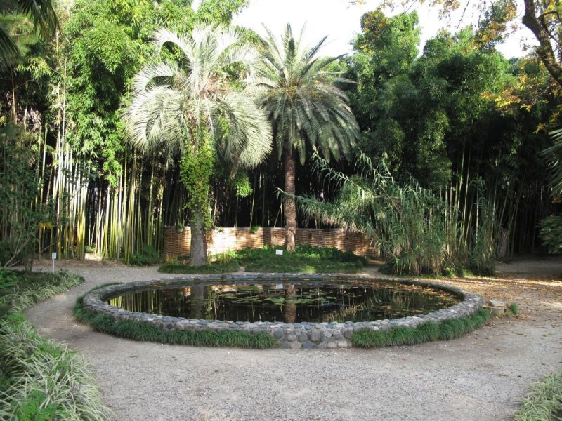 Ботанический сад Сухум липа