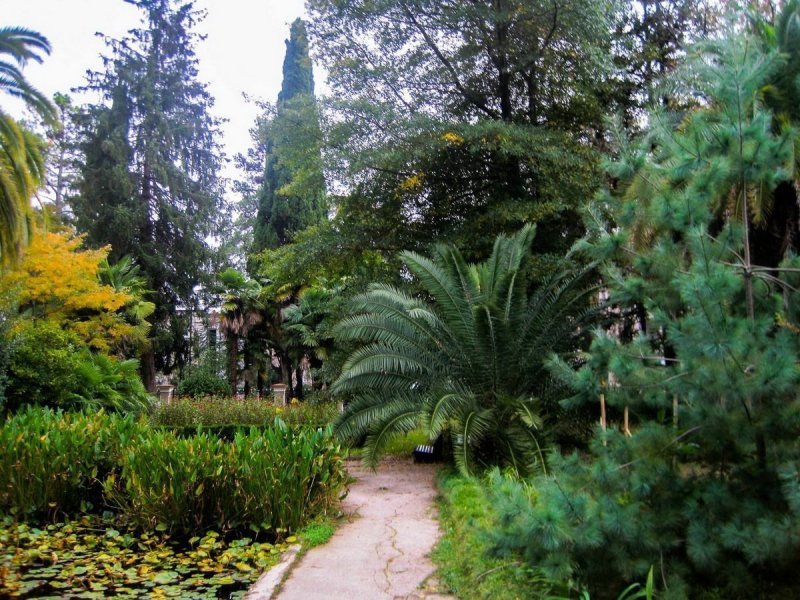 Сухумский Ботанический сад липа Кавказская
