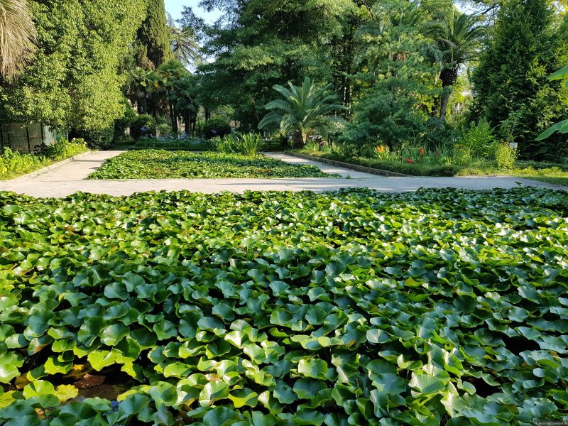 Ботанический сад Гагра