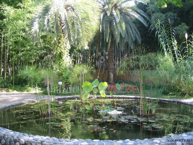 Ботанический сад Сухум