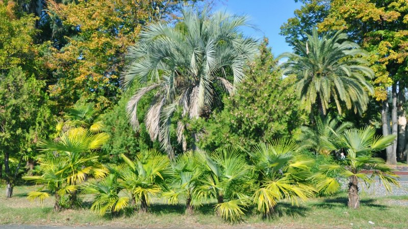 Сухумский Ботанический сад Абхазия липа