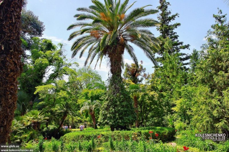 Пицунда Абхазия Ботанический сад