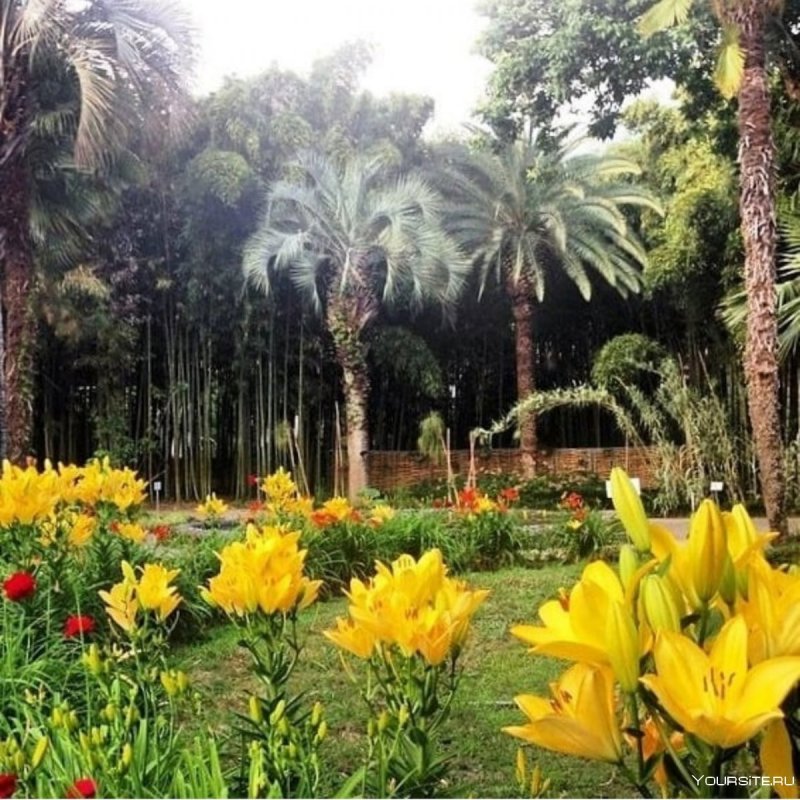 Ботанический сад Сухум осенью