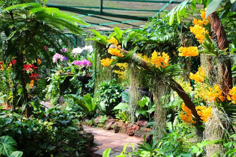 Сингапурский Ботанический сад сад орхидей