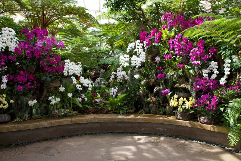 Орхидейный сад Багамы