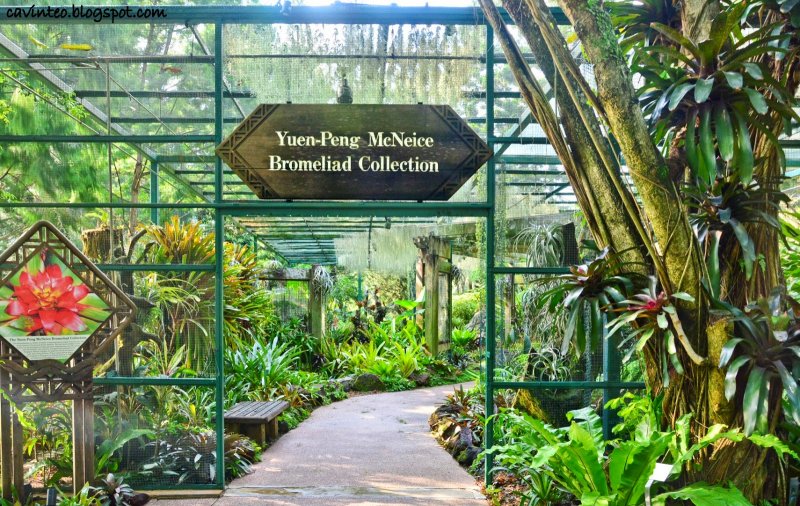 • Орхидариум Ботанический сад Сингапура
