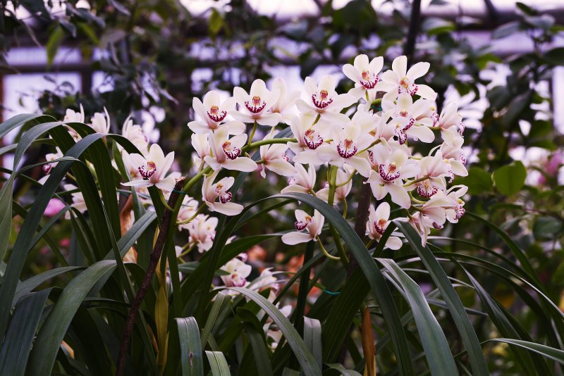 Орхидея Дикая в Китае