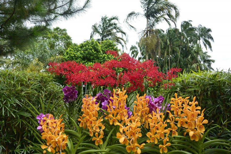 Ботанический сад Сингапур сад орхидей