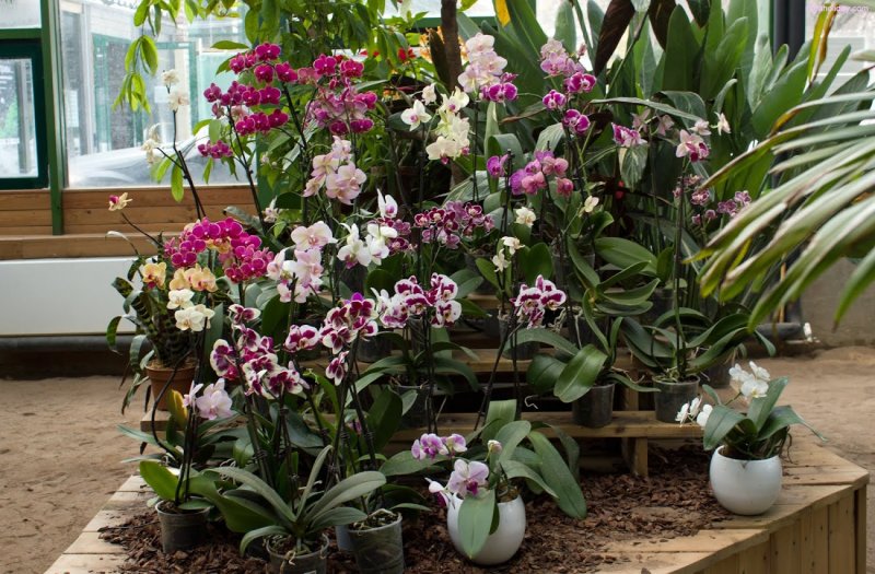 Аптекарский огород выставка орхидей