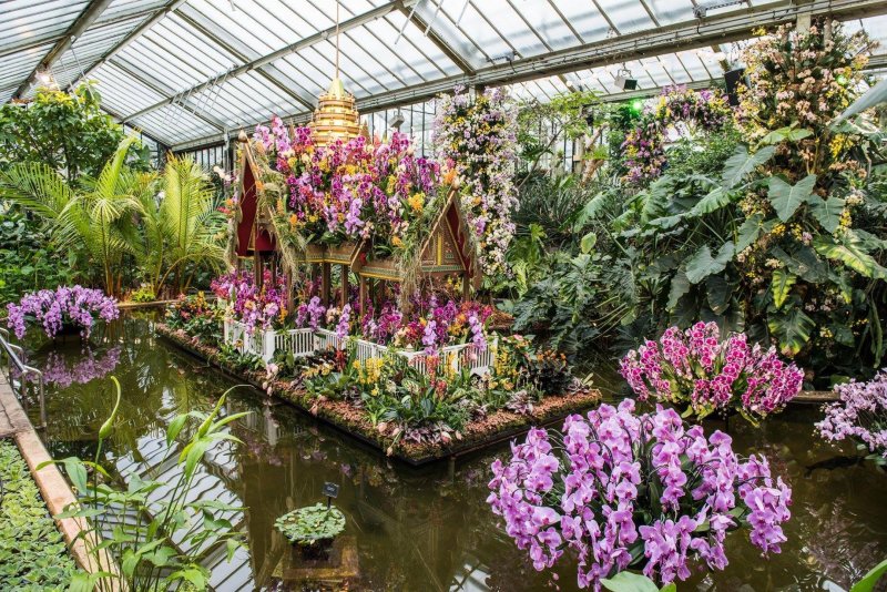 Королевский Ботанический сад Кью орхидеи