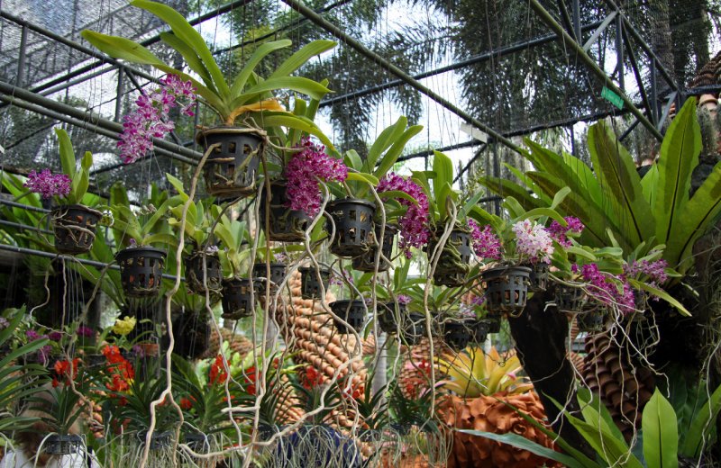 Сад мадам Нонг Нуч орхидеи