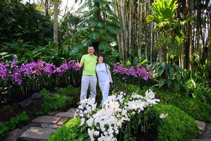Ботанический сад Сингапур парк орхидей